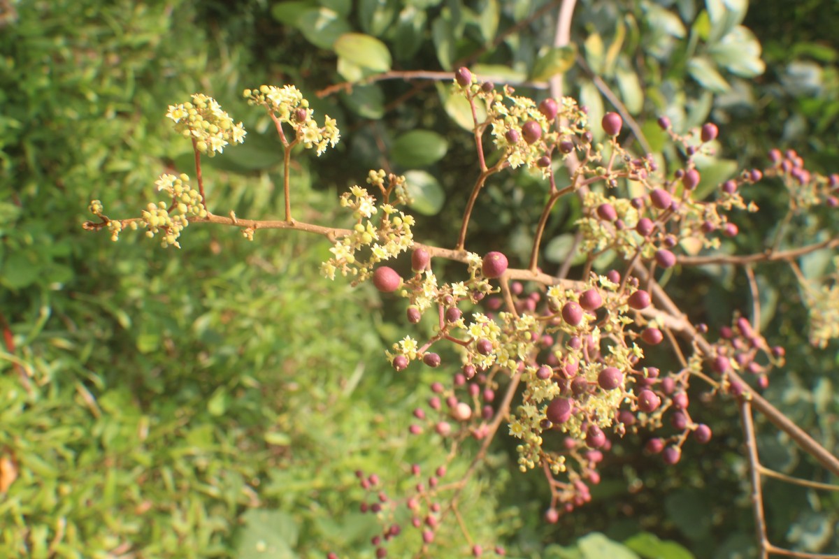 Ziziphus rugosa Lam.